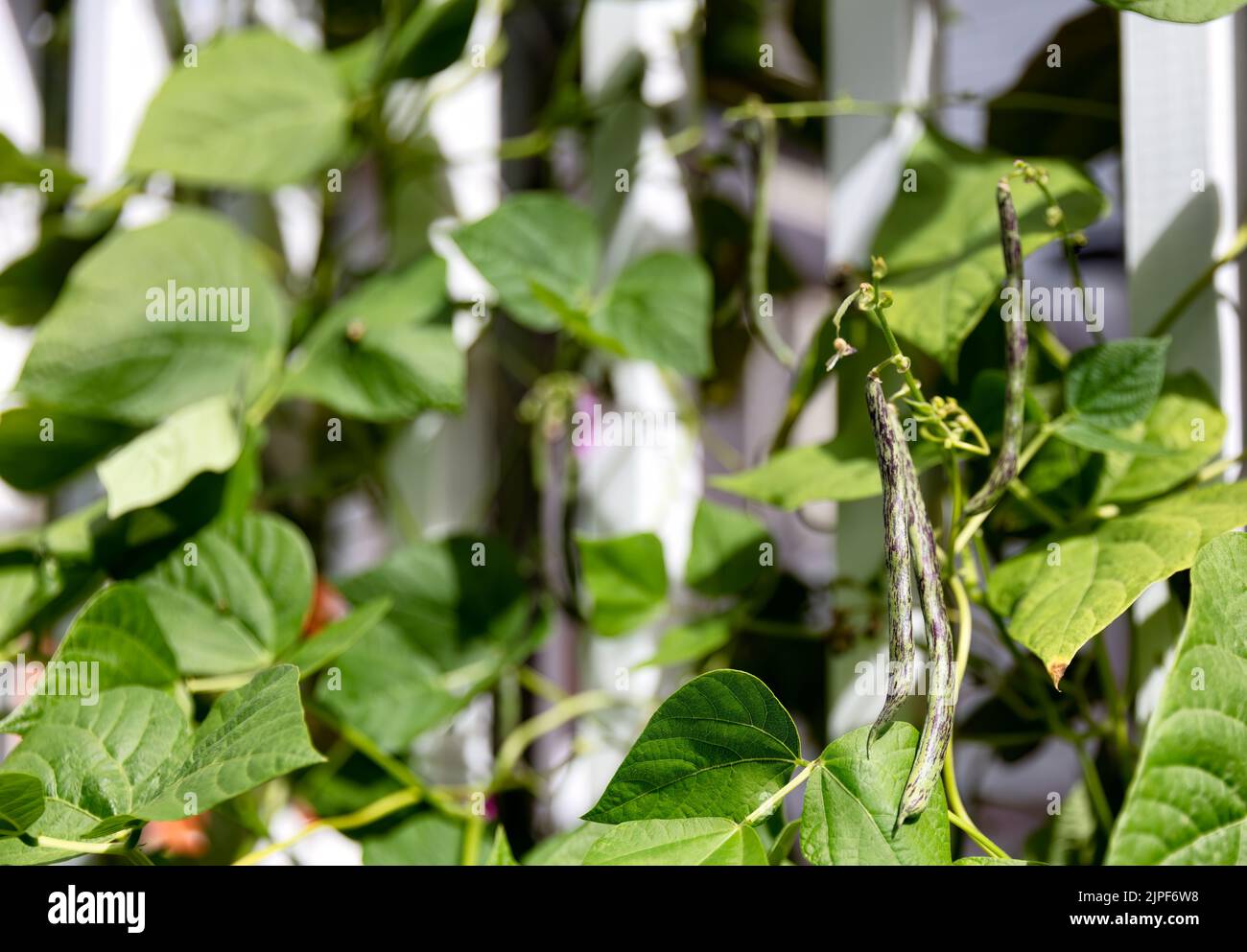 Select focus on green rattlesnake pole beans hanging from stalk in home garden Stock Photo