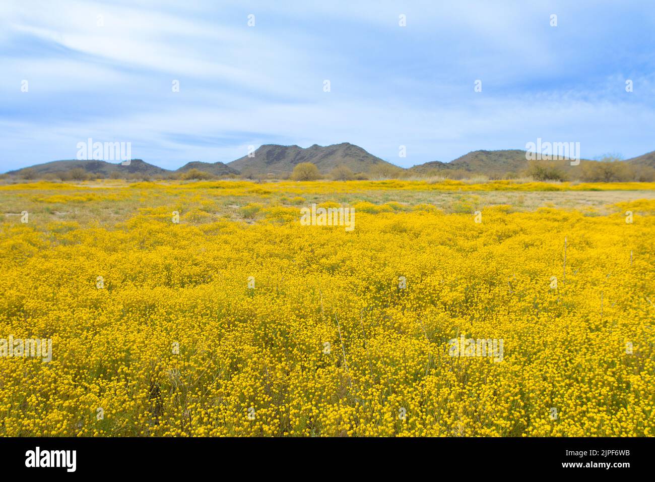 The Brass Buttons (Cotula coronopifolia) plant are blooming in the spring. Yellow wild flowers blooming in the meadow with mountain backgroun. Stock Photo