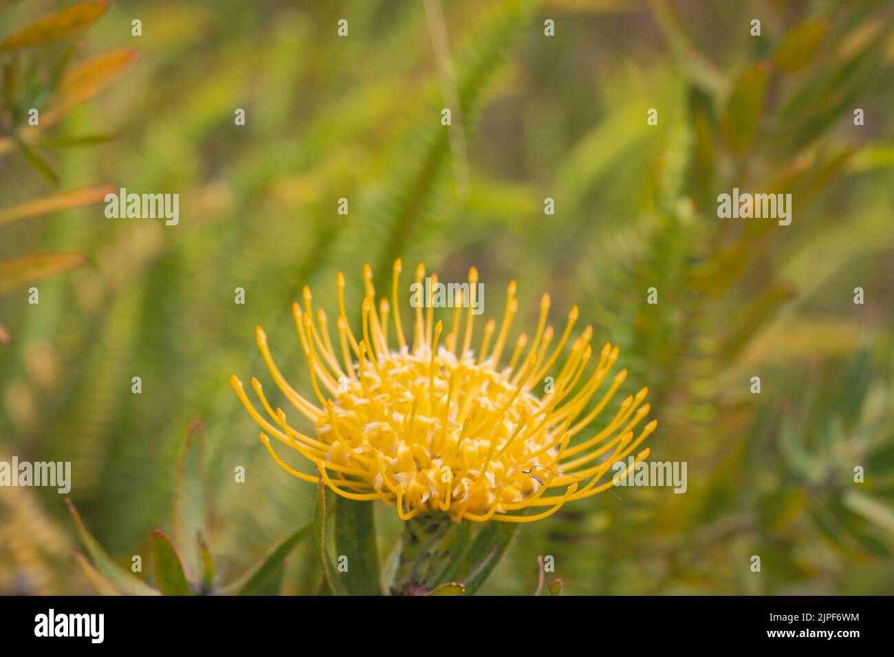 Close up of  yellow  flower head of a leucospermum in the garden at Hawaii. Stock Photo