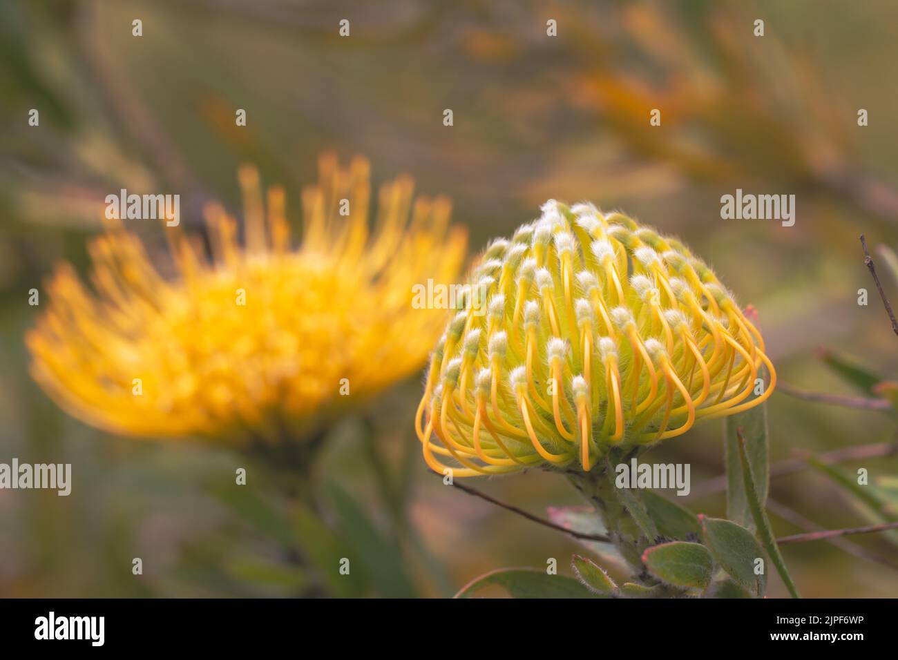 Close up of  yellow  flower head of a leucospermum in the garden at Hawaii. Stock Photo