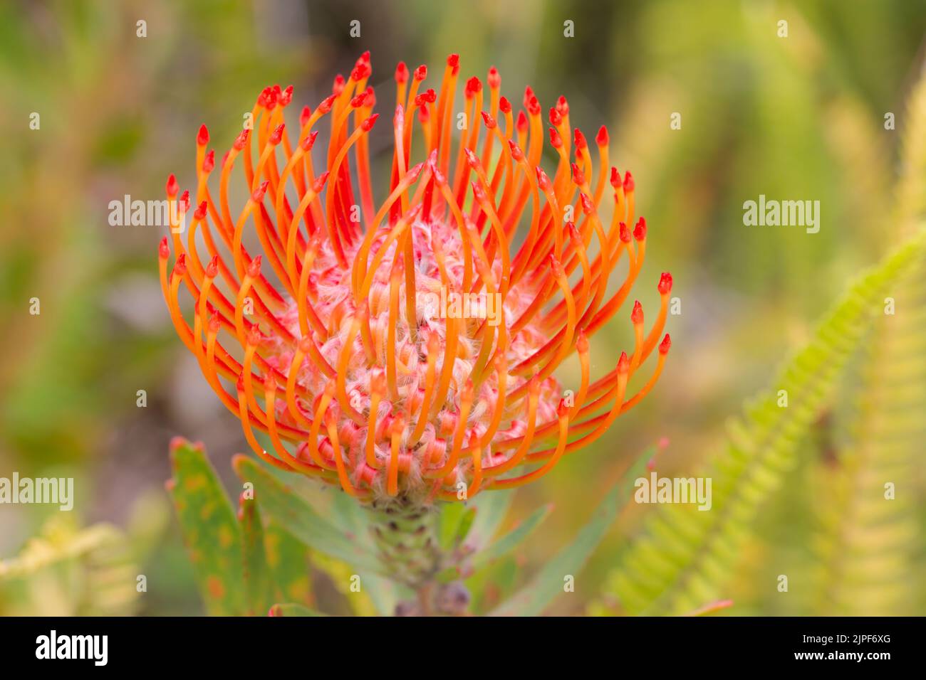 Close up of  red orange  flower head of a leucospermum in the garden at Hawaii. Stock Photo