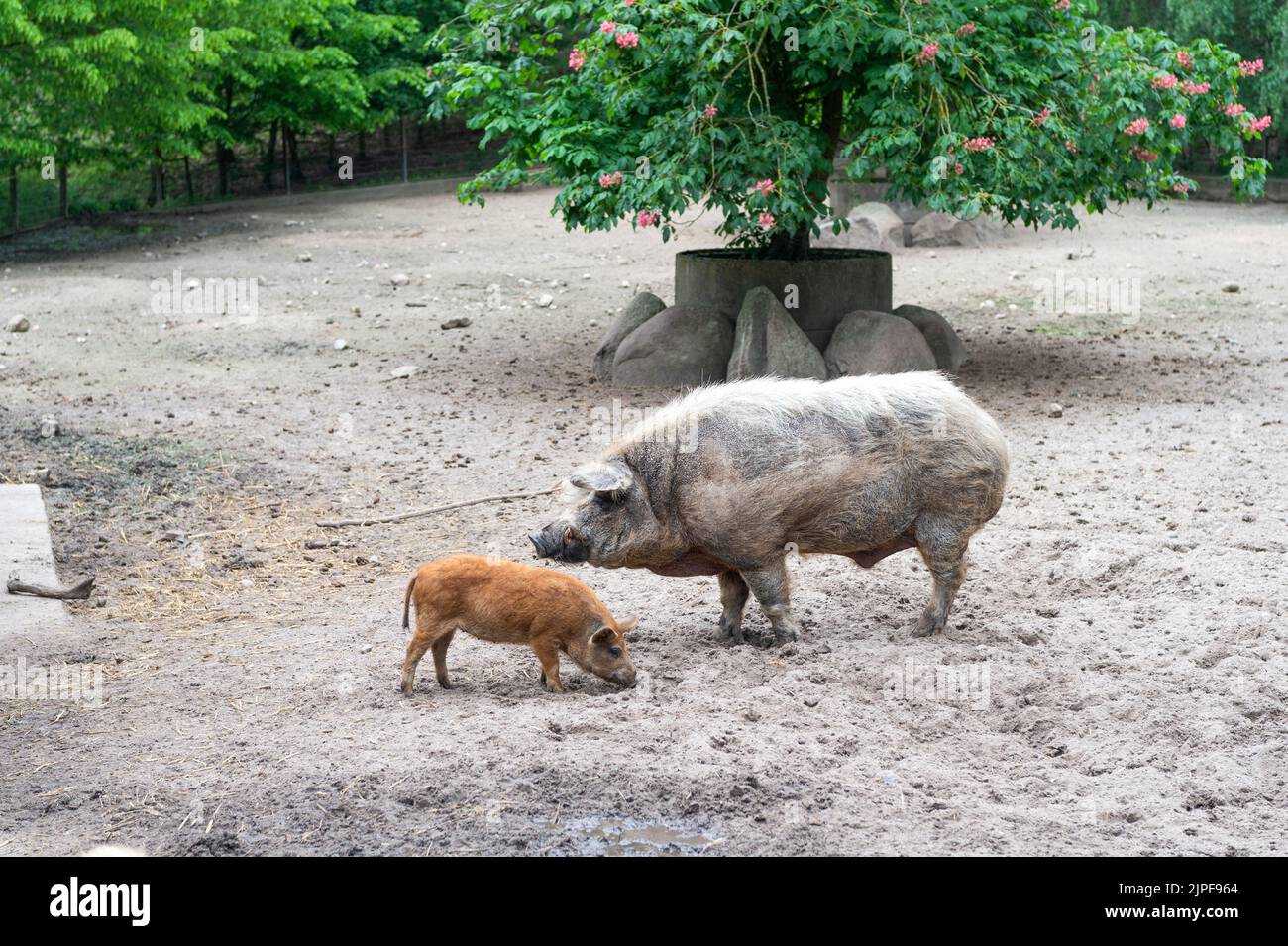 Adult and young pigs boars in farm yard outdoors Stock Photo Alamy
