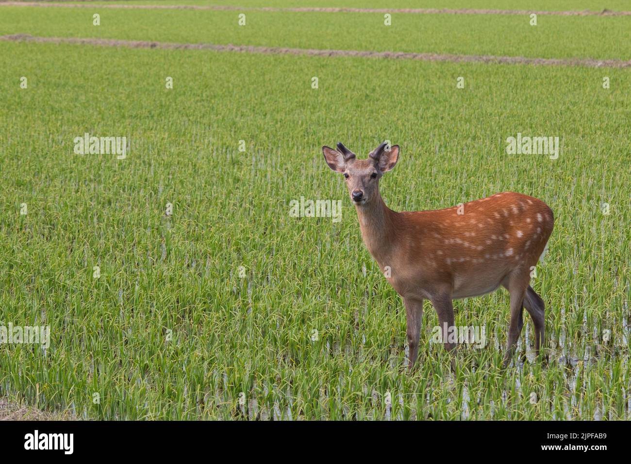 Deer standing in a rice field Stock Photo