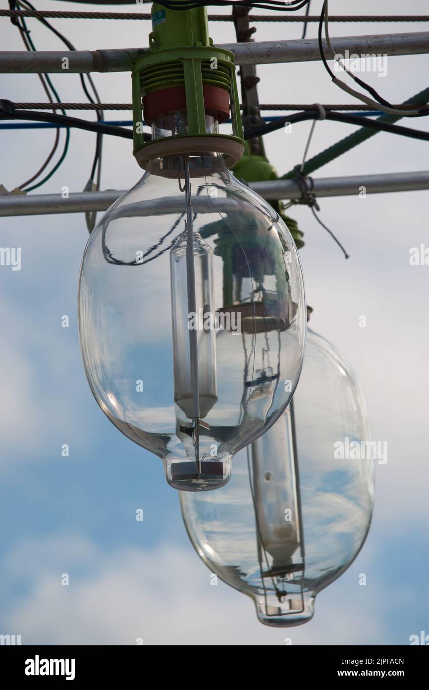 Two large industrial glass lightbulbs Stock Photo
