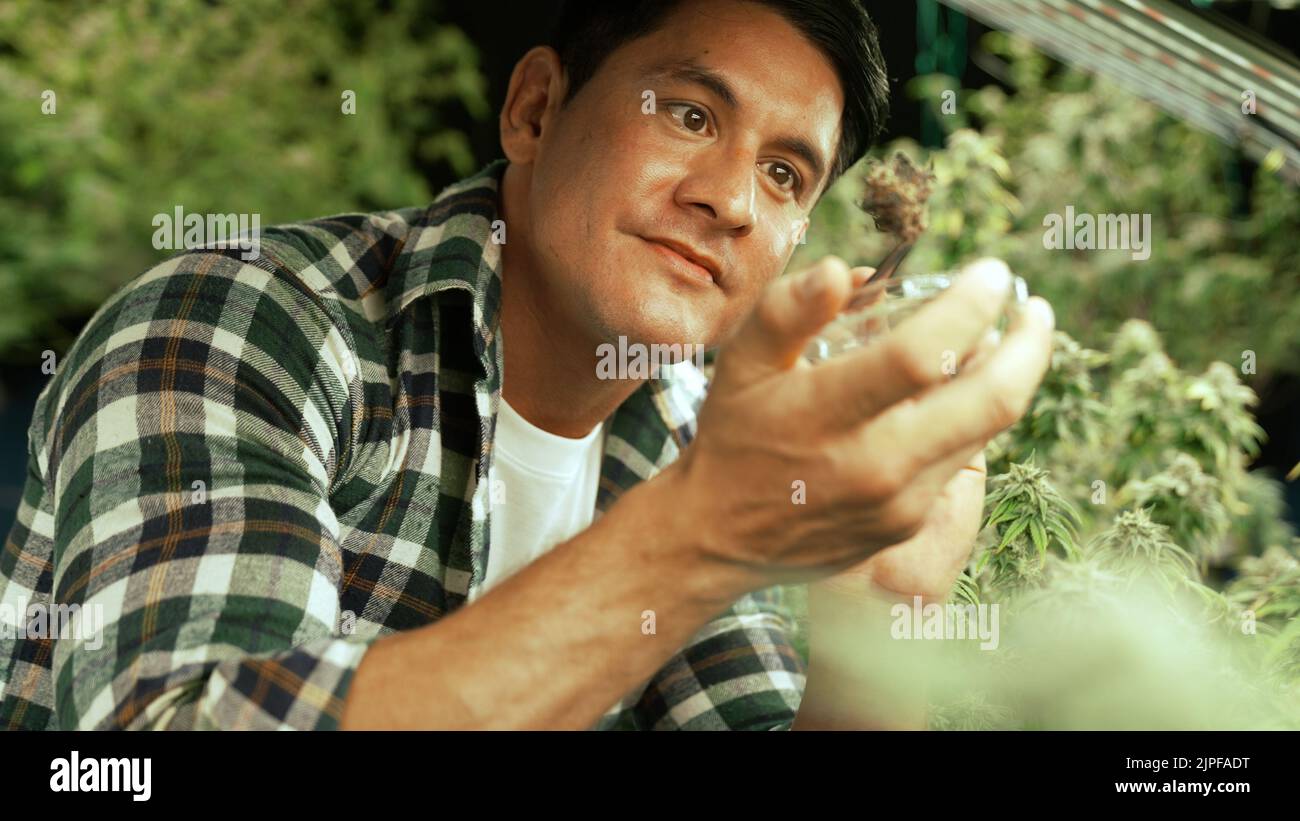 Marijuana farmer tests marijuana buds in curative marijuana farm before harvesting to produce marijuana products Stock Photo