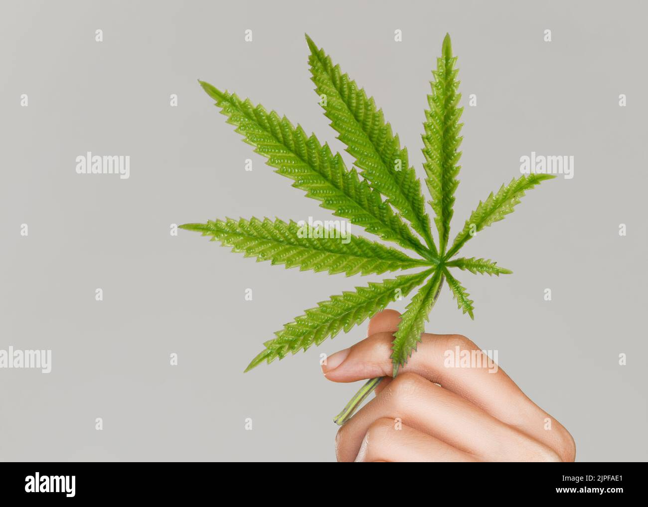 Closeup hand of ardent model with healthy fresh skin holding hemp or cannabis leaf. Symbol of beauty and cannabis concept. Flat lay. Stock Photo