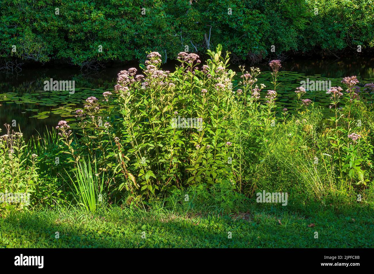 Joe-Pye weeds (Eutrochium). Moore State Park, Paxton, MA, US Stock Photo