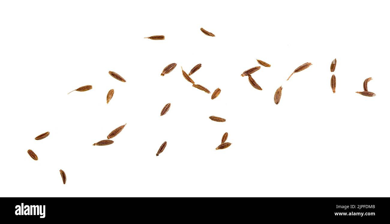 Cumin is a flowering plant, Cuminum cyminum, in the family Apiaceae, native to the Irano