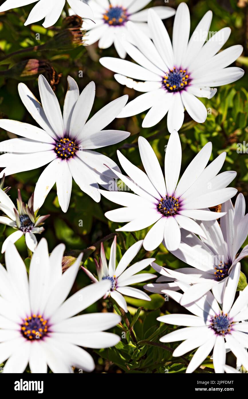 Ballarat Australia /  Flowerbed of African Daisies flowers, these are the bright silver petal variety. Stock Photo