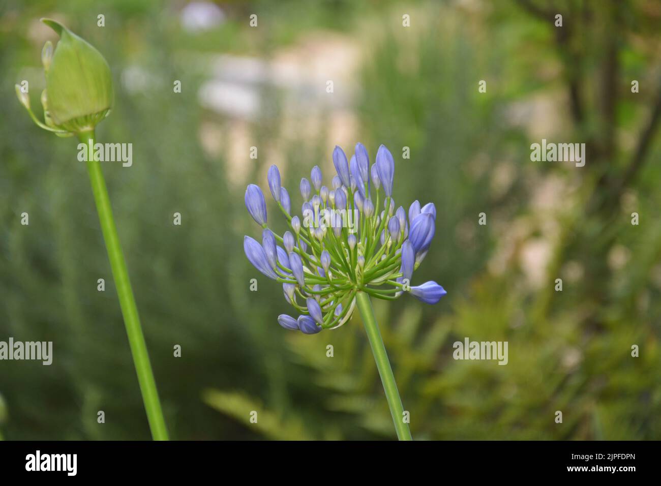 buds of blue lily of the Nile in the bush in the garden Stock Photo Alamy