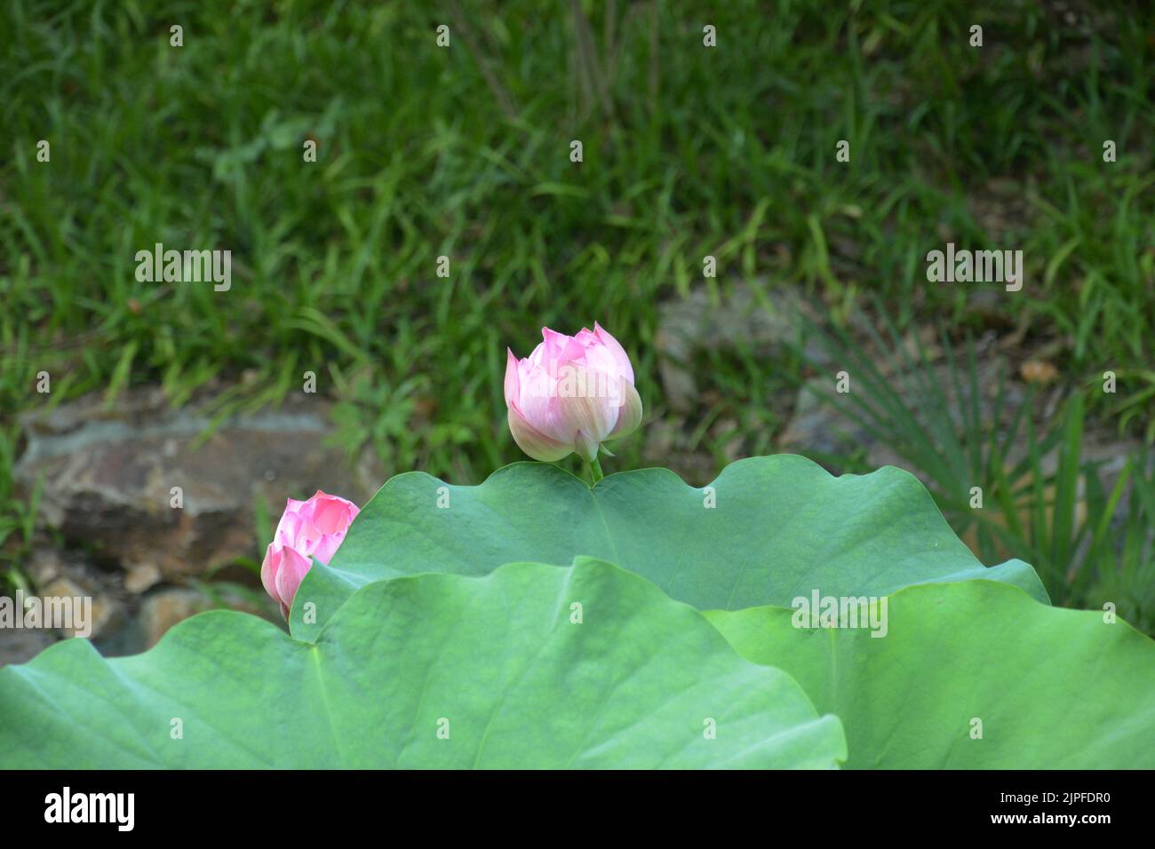 pink lotus flower bed ready to blossoms with green leaves Stock Photo