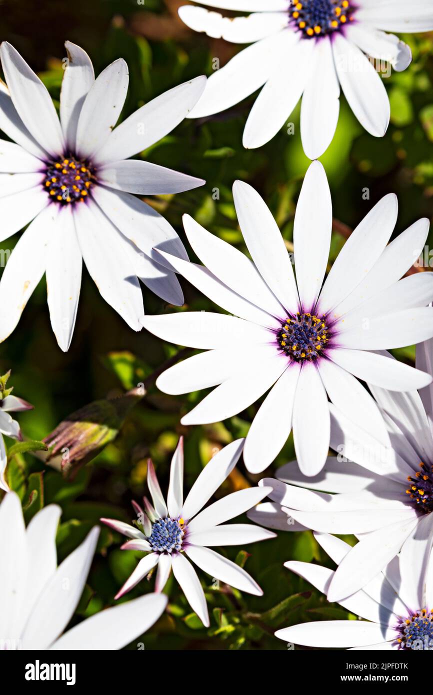 Ballarat Australia /  Flowerbed of African Daisies flowers, these are the bright silver petal variety. Stock Photo