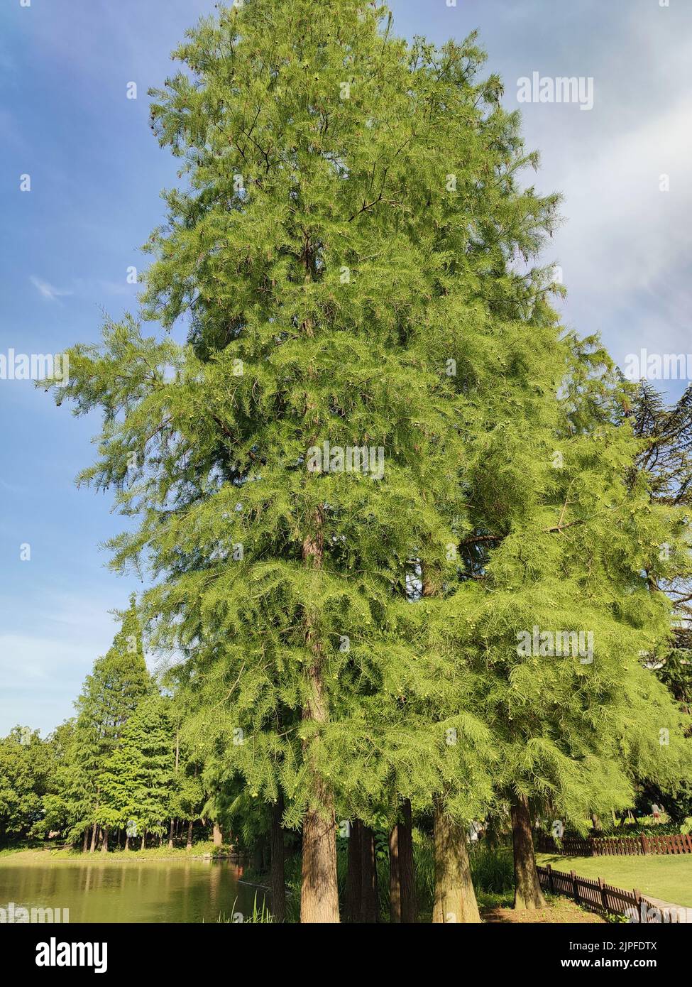 tall green pine trees in the park in sunny afternoon Stock Photo