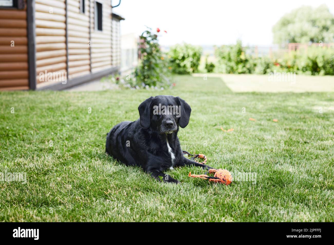 Gallery Detail: A Young Handsome Labrador Retriever On A Country Property Lies