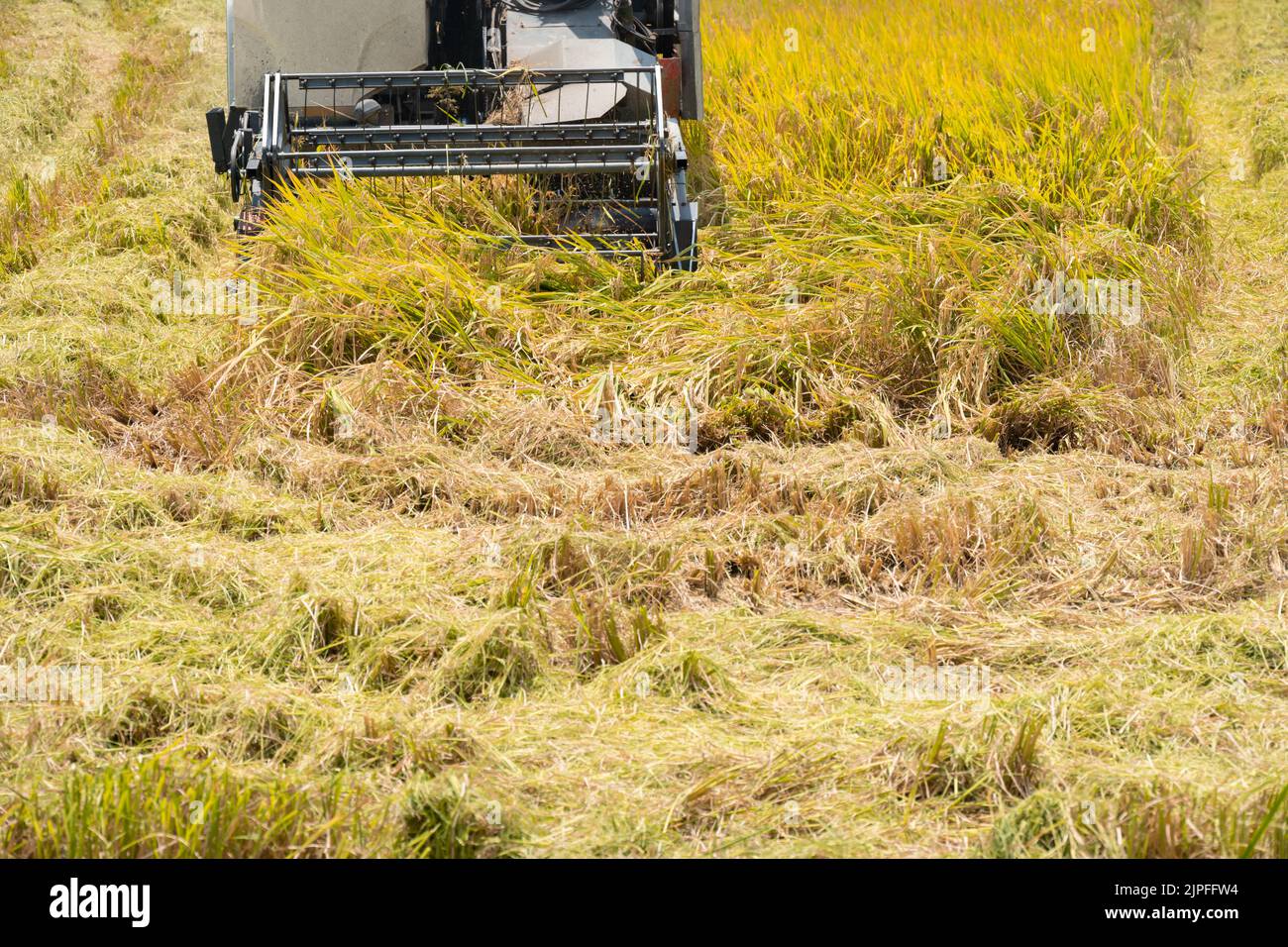 harvesting paddies by a harvester machine Stock Photo
