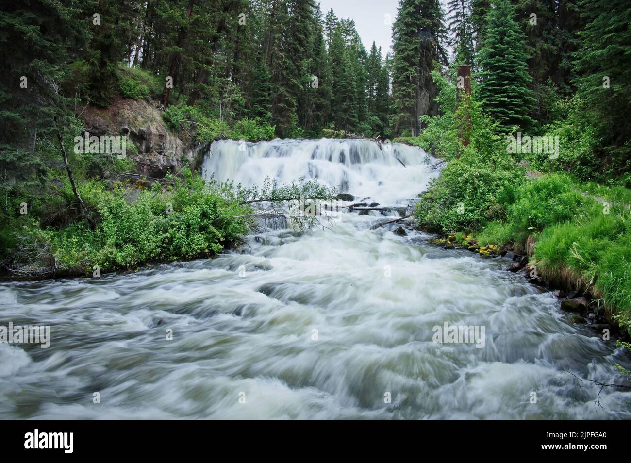 Scenic view of river flowing through coniferous forest Stock Photo