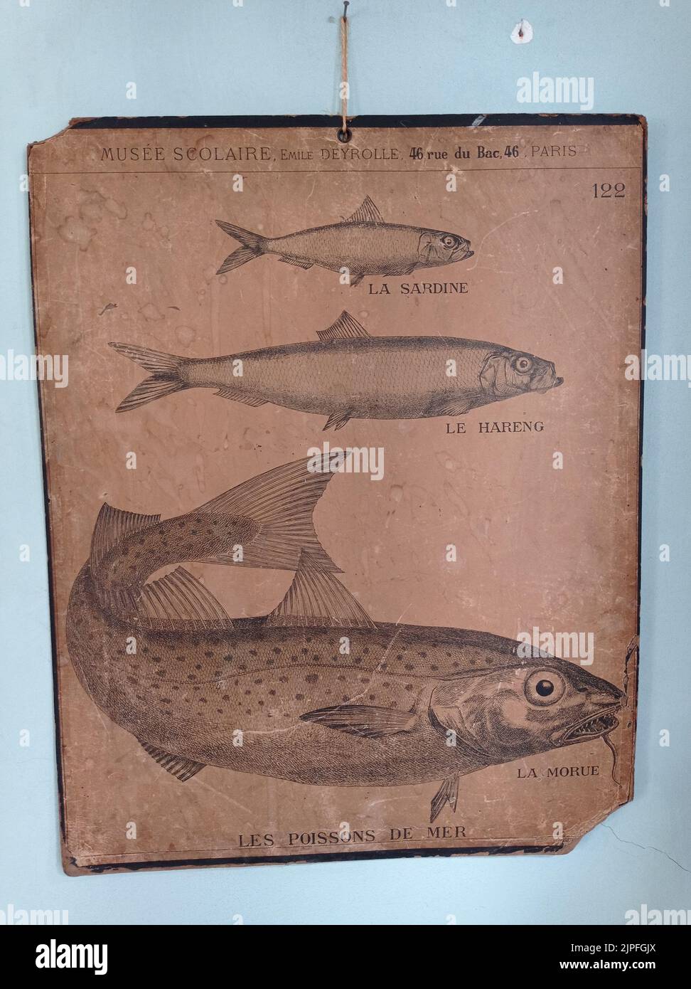 Une affiche ancienne avec les poissons Stock Photo