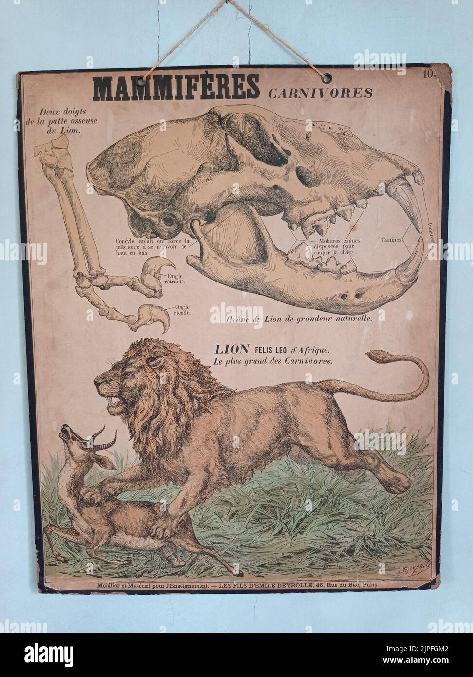 AFFICHE ANCIENNE MAMMIFERES CARNIVORES Stock Photo
