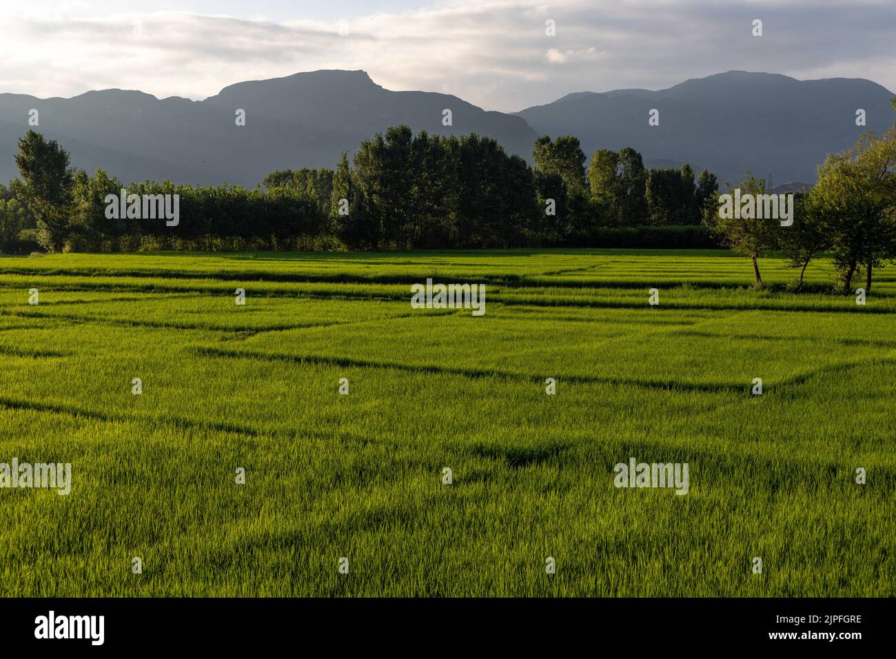 Rice fields before after hi-res stock photography and images - Alamy