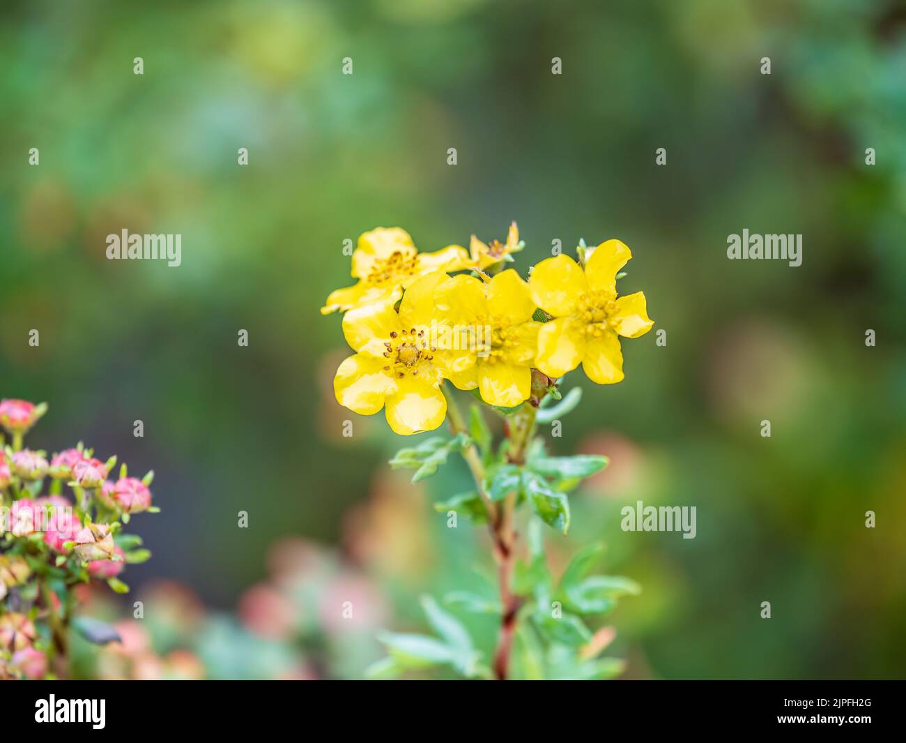 Beautiful close-up of a potentilla. Cute bush with delicate yellow flowers Stock Photo