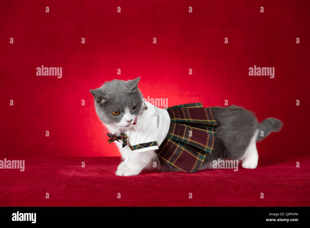 a cute british shorthair cat wears plaid skirt on red background Stock Photo