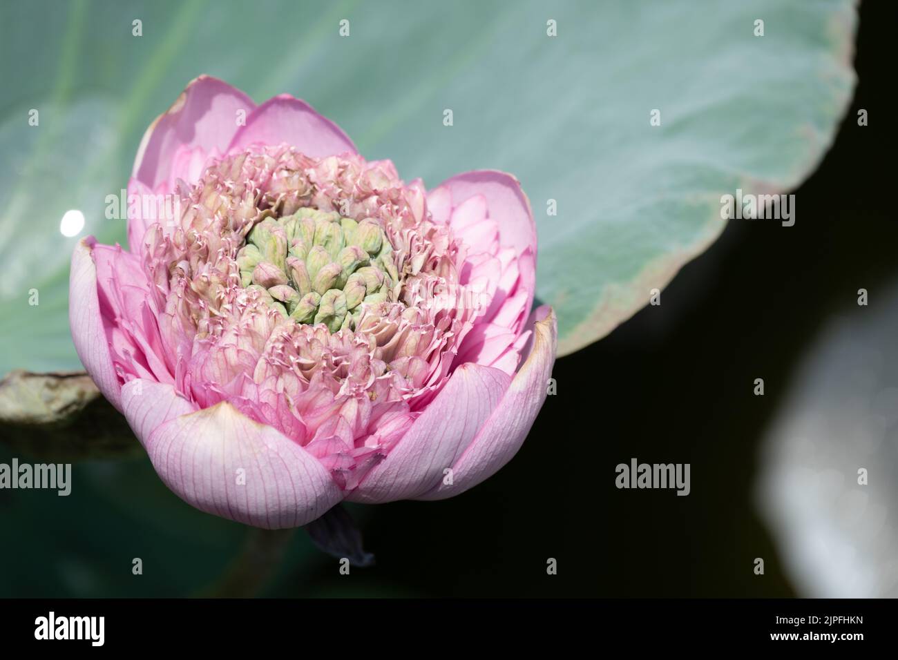 lotus flower in a pond Stock Photo