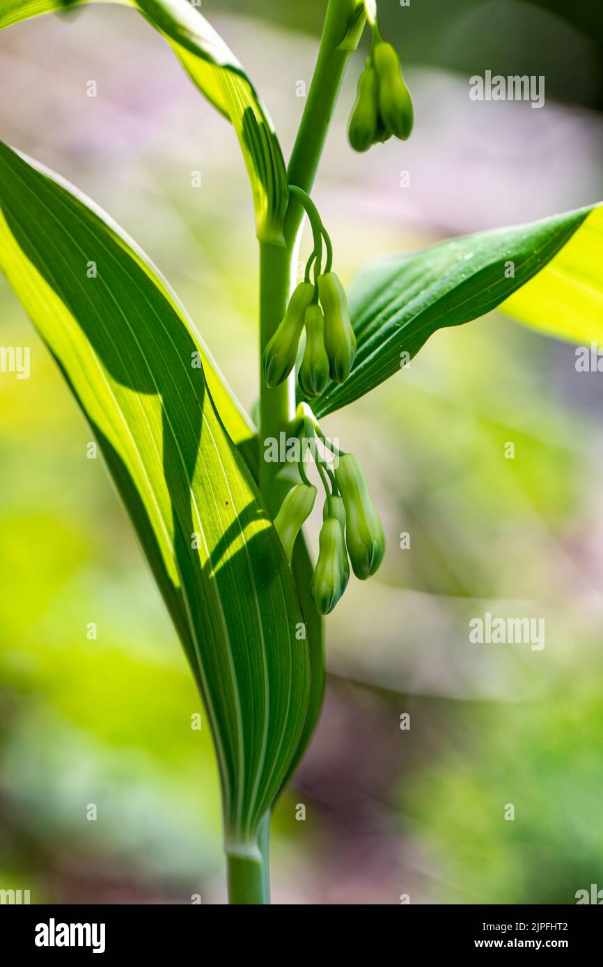 Polygonatum multiflorum flower growing in meadow, close up shoot Stock Photo