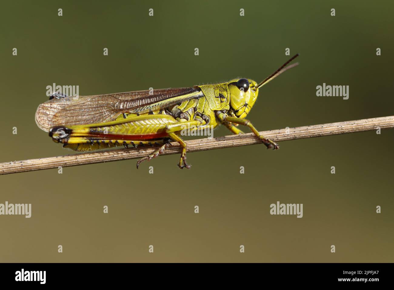 A rare Large Marsh Grasshopper, Stethophyma grossum, resting on a reed in a bog. Stock Photo