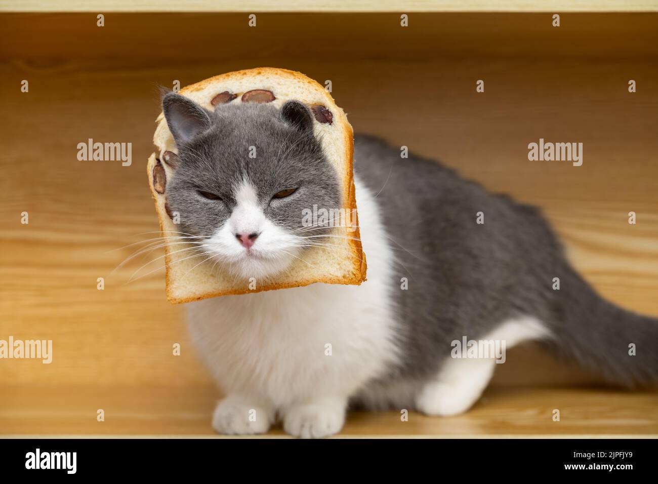 a cut british shorthair cat with slice of bread on the head Stock Photo