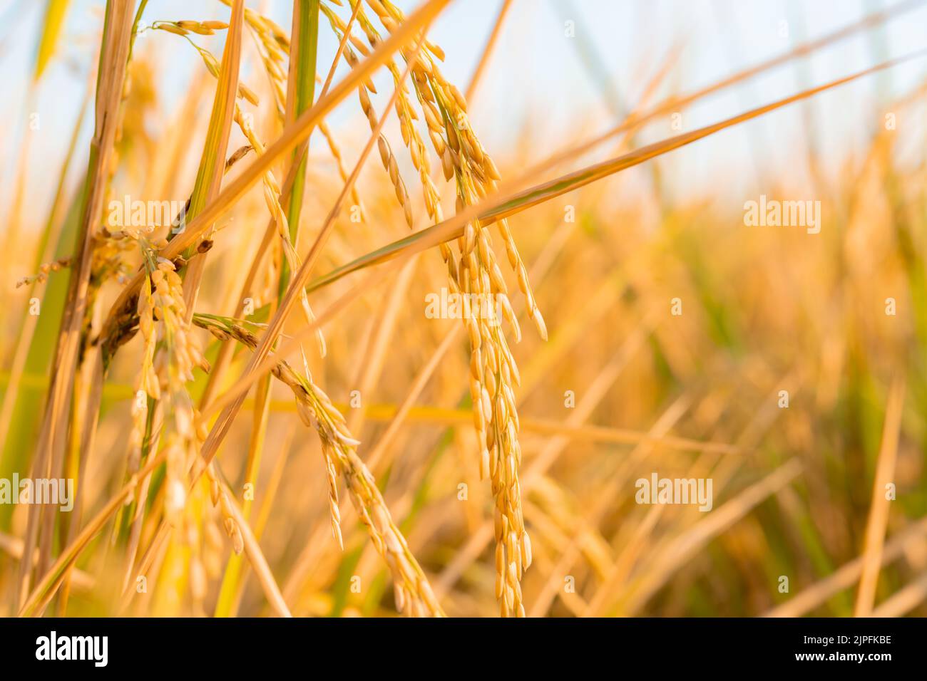 gold paddy on the field in the morning horizontal composition Stock Photo