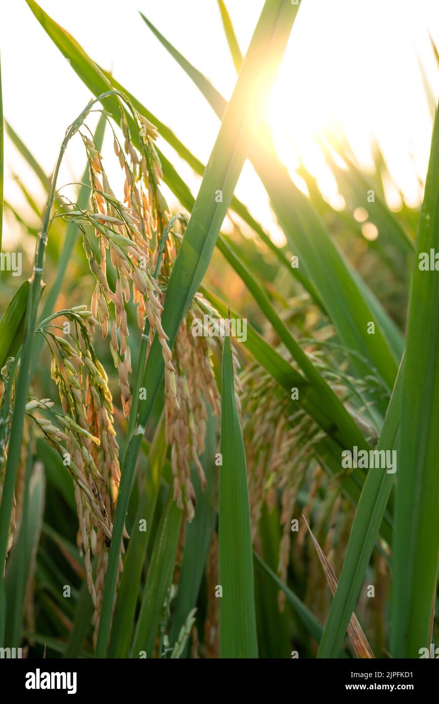 gold paddy on the field in the morning with sun flare vertical composition Stock Photo