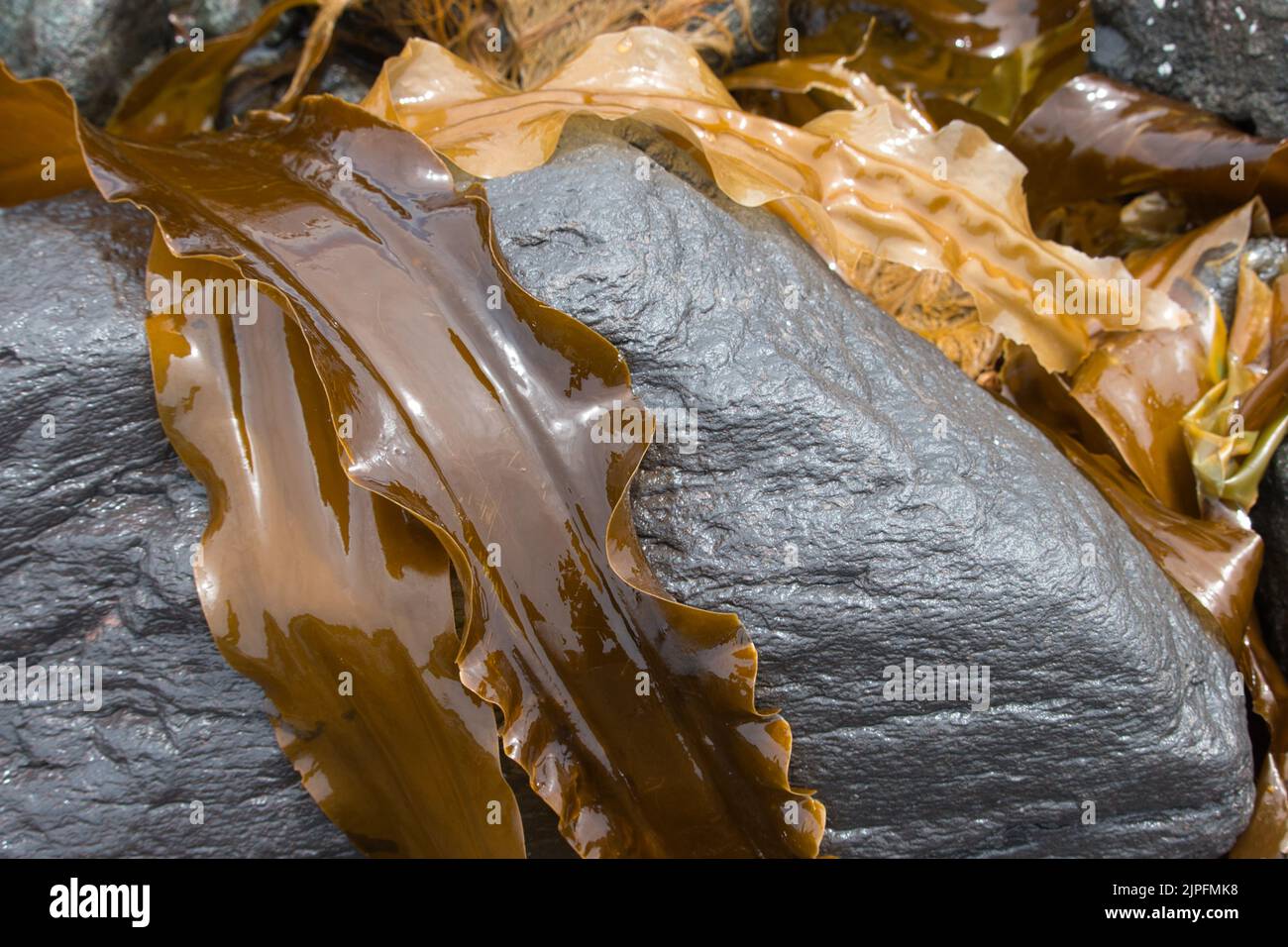 Fresh brown kelp seaweed on rock Stock Photo