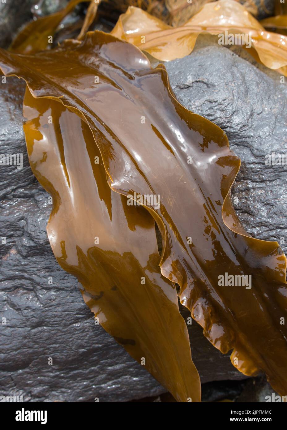 Brown Seaweed Brown Seaweed