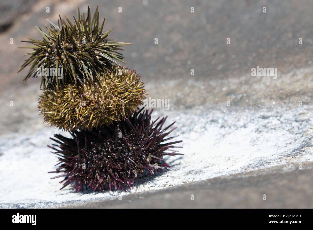 Stack of three sea urchin shells on natural sea salt Stock Photo