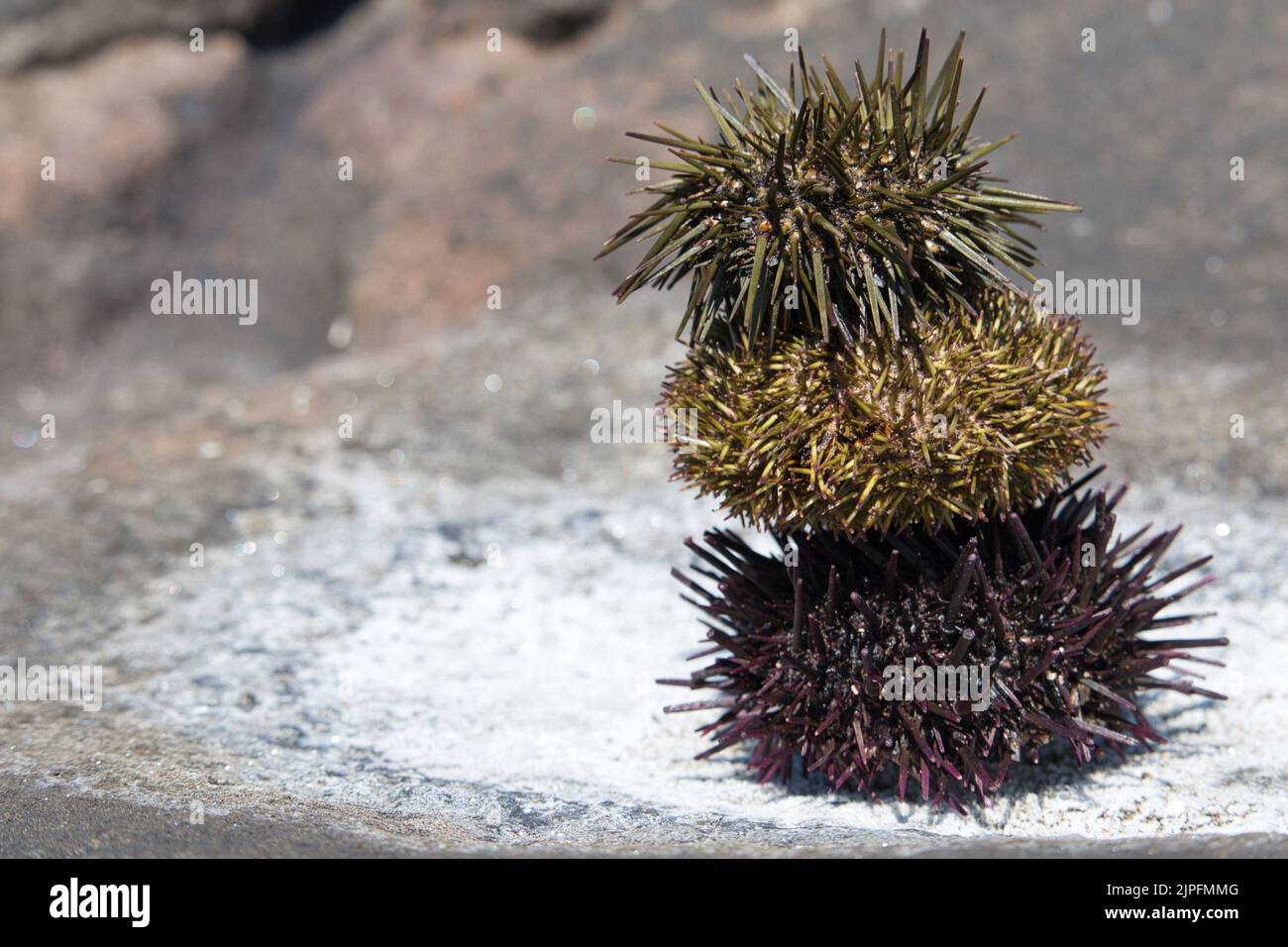 Stack of three sea urchin shells on natural sea salt Stock Photo