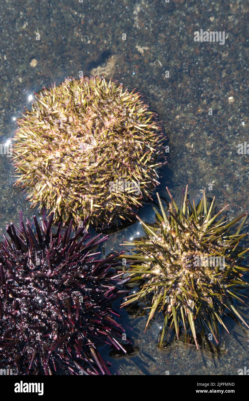 Bafun and murasaki sea urchins in sea water Stock Photo