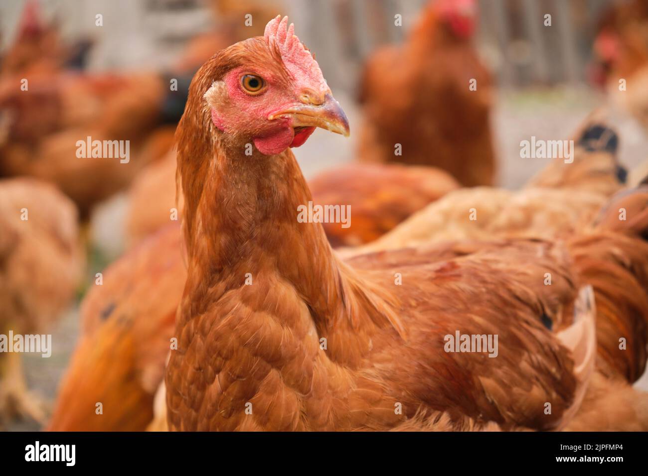 Crest free animals hires stock photography and images Alamy