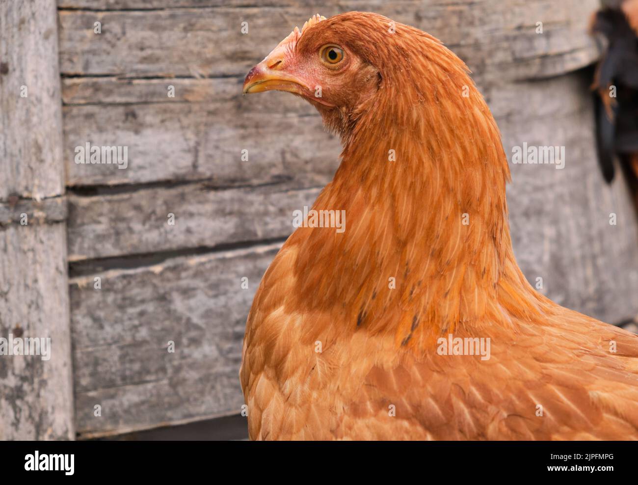 Portrait free range organic backyard village rural chicken laying hen
