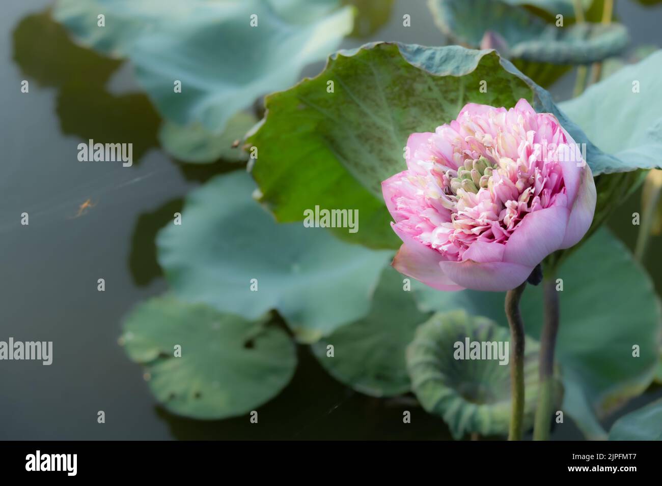 blooming lotus flower in a pond Stock Photo
