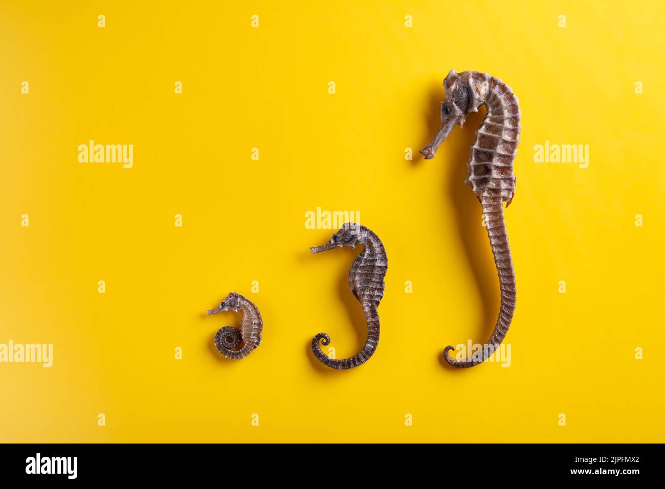 small to giant sizes dried seahorses line up on yellow background Stock Photo