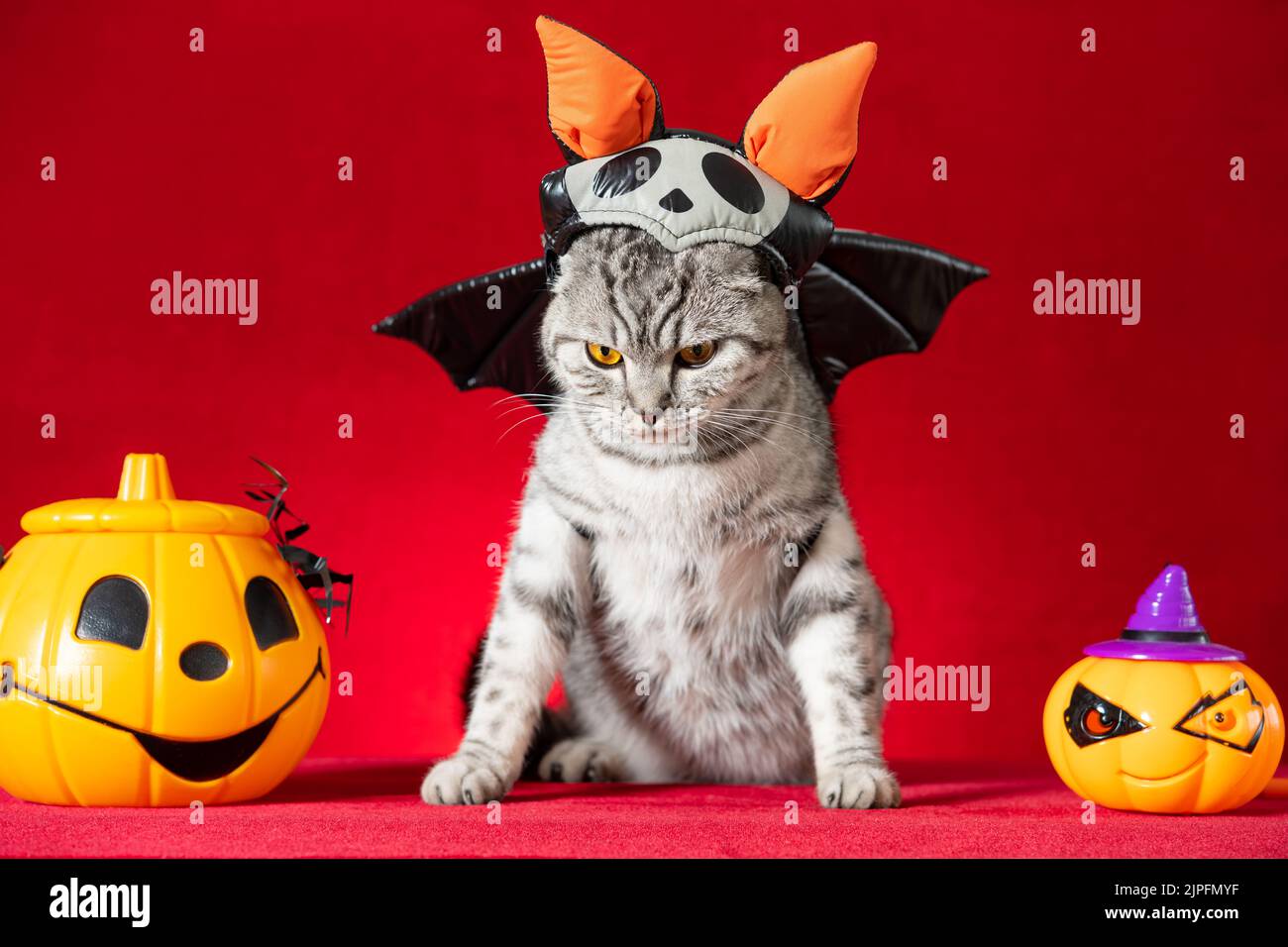 an American shorthair cat with Halloween dress on red Stock Photo