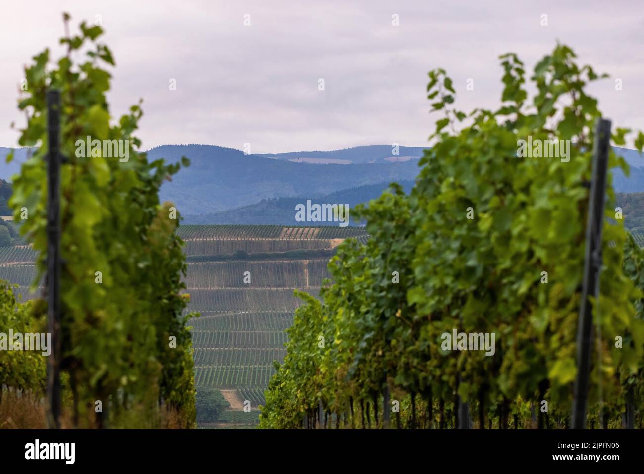 Ehrenkirchen, Germany. 18th Aug, 2022. Vines stand on a hillside, while another vineyard and the Black Forest can be seen in the background. The preceding weeks of drought have made cultivation difficult for the vintners. Credit: Philipp von Ditfurth/dpa/Alamy Live News Stock Photo