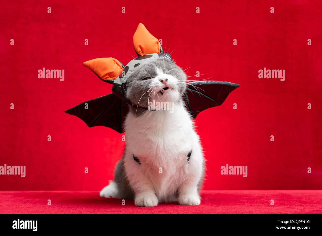 a cute british shorthair cat wears Halloween dress with a funny face on red Stock Photo