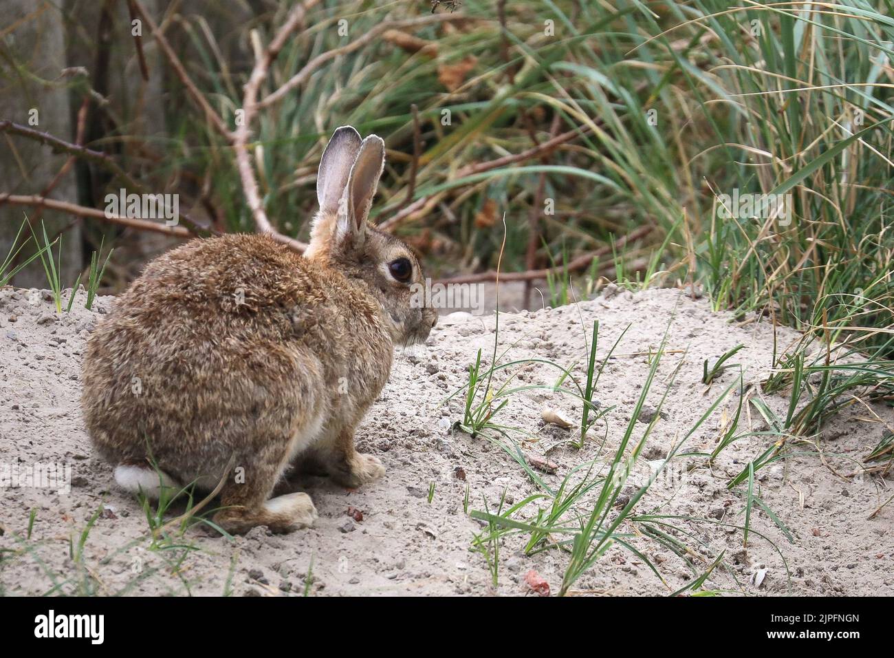 Norderney, Germany. 17th Aug, 2022. A rabbit sits on a dune in the town