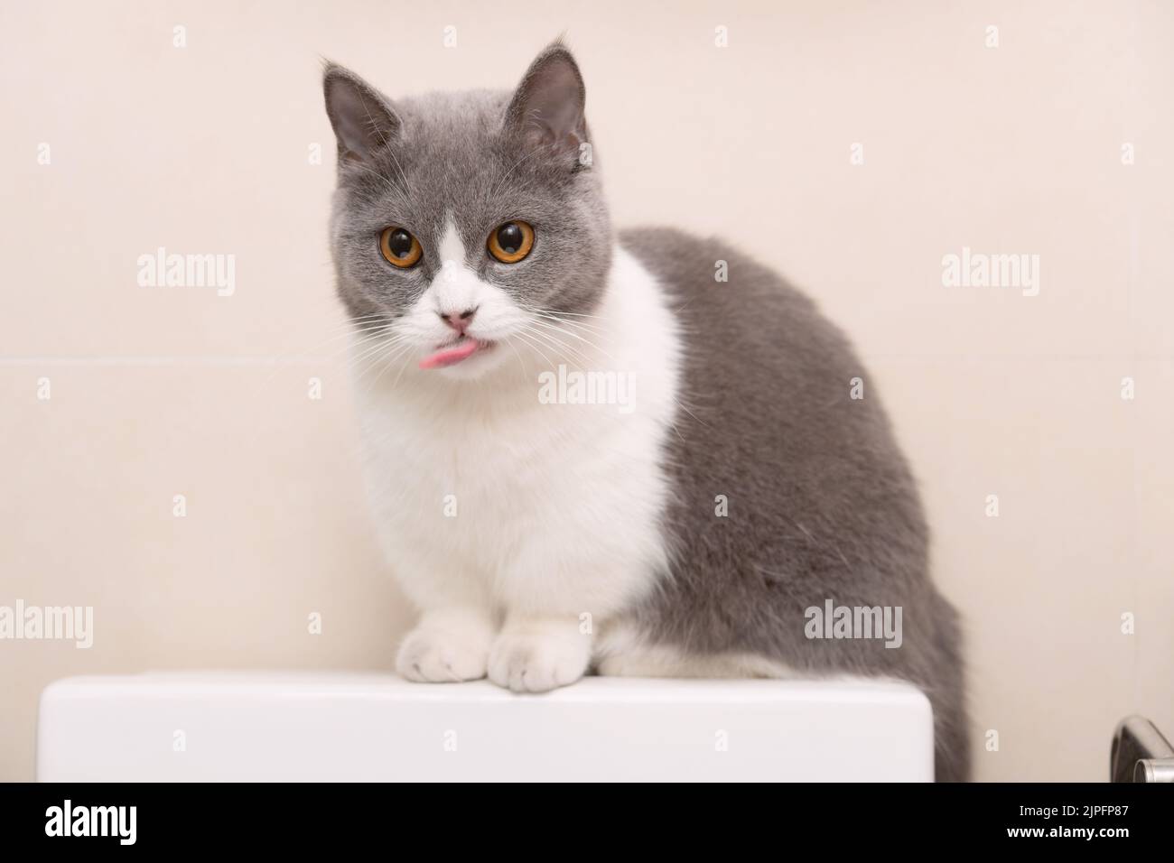 a cute british shorthair cat sitting on top of a water tank of a commode Stock Photo