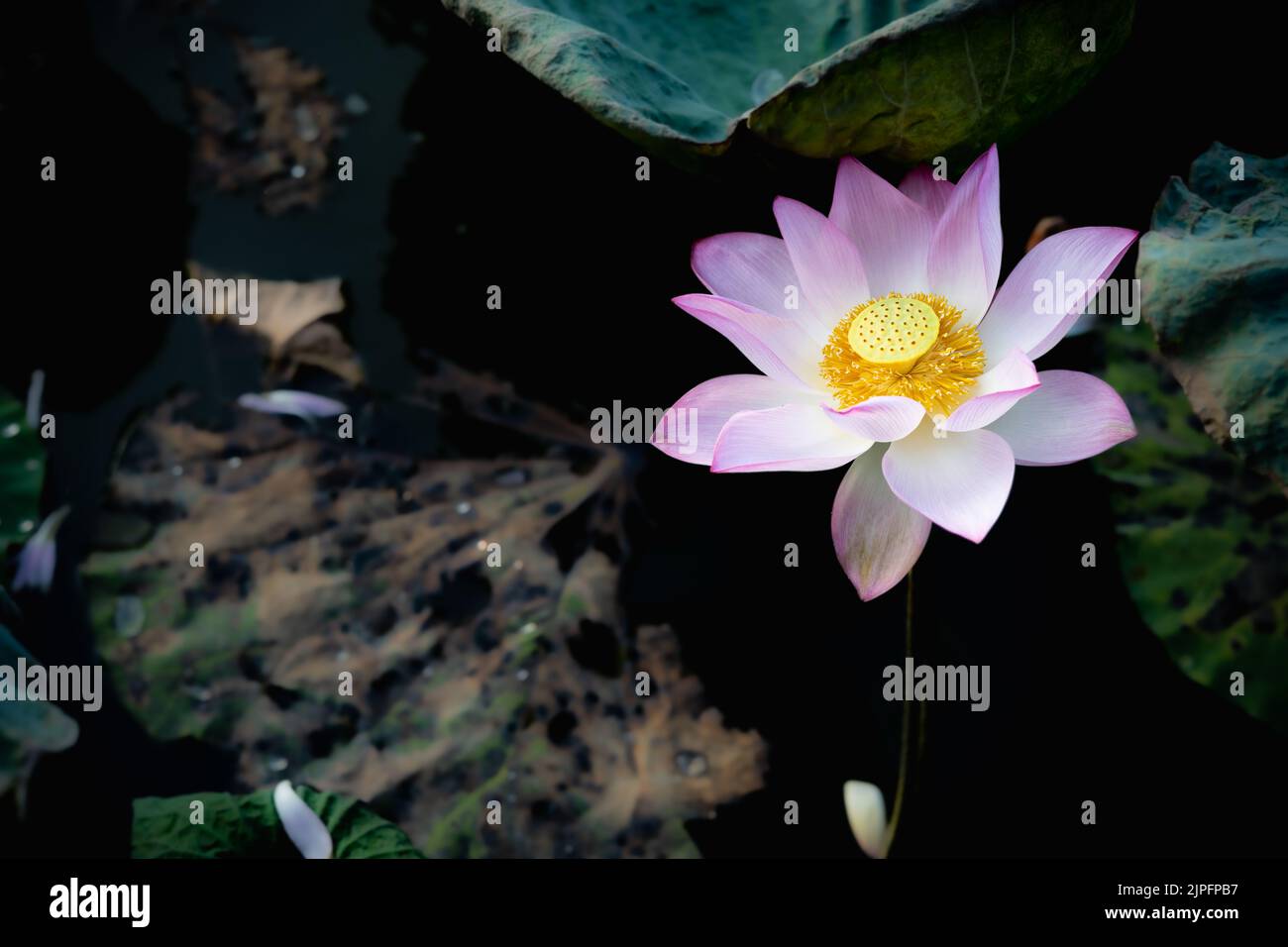 blooming lotus flower in a pond Stock Photo