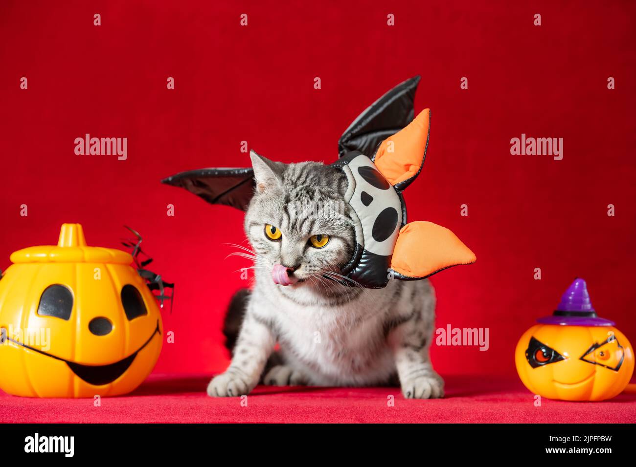 an American shorthair cat with Halloween dress on red Stock Photo