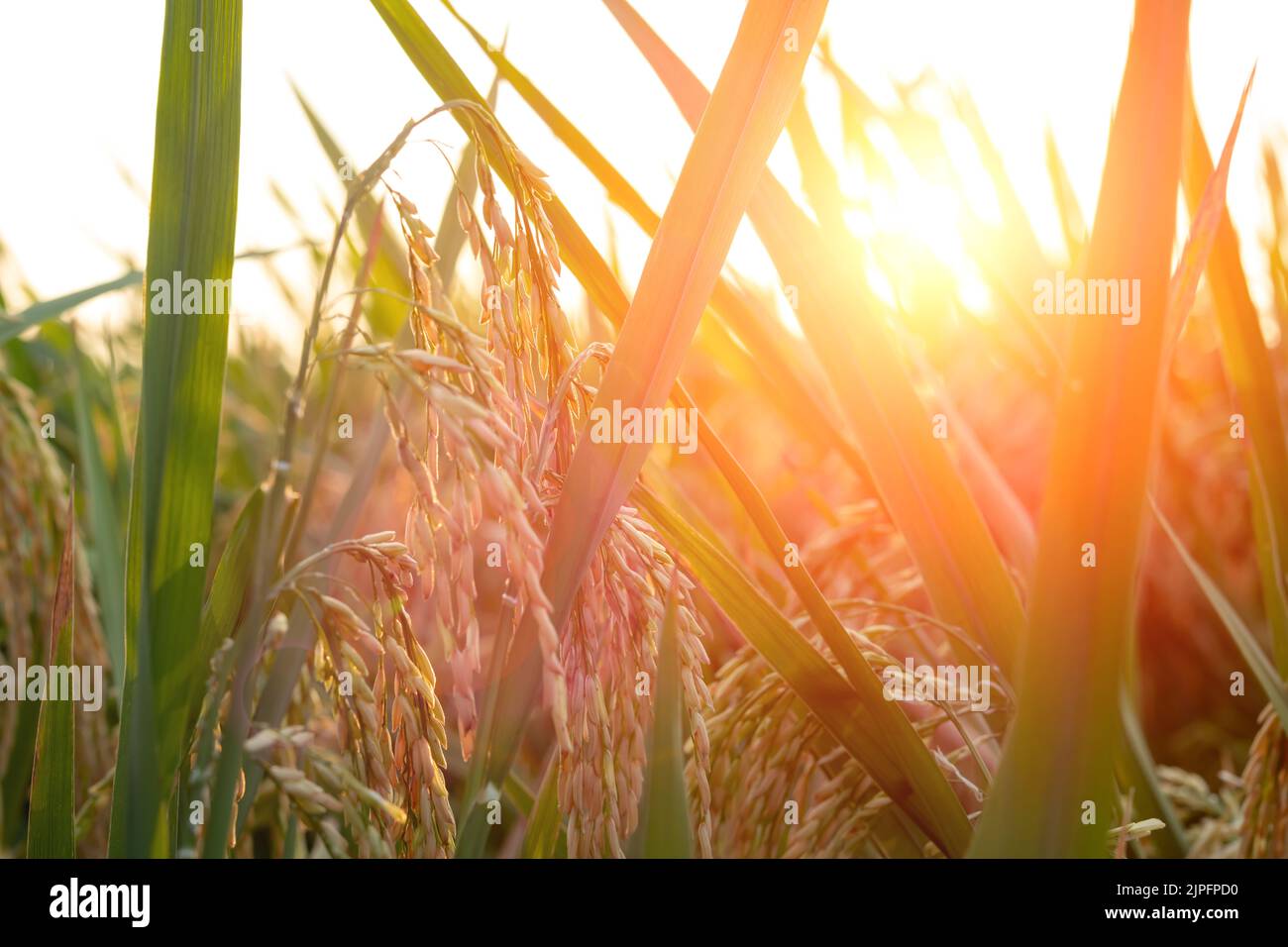 gold paddy on the field in the morning with sun flare horizontal composition Stock Photo