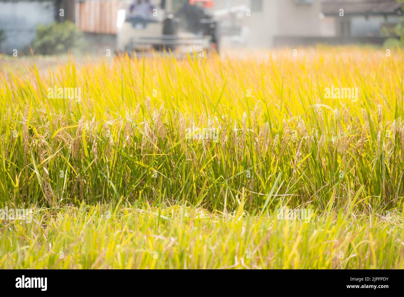 harvesting paddies by a harvester machine Stock Photo
