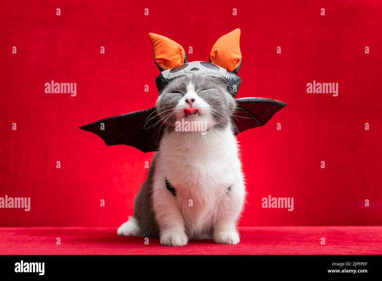 a cute british shorthair cat wears Halloween dress with a funny face on red Stock Photo